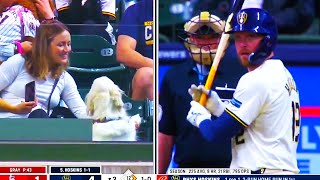 Rhys Hoskins Dog in Attendance at American Family Field  Brewers vs Cardinals  2024 MLB Highlights [upl. by Esinehc19]