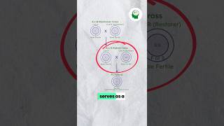 🛑Cytoplasmic Genetic Male sterility CGMS plantbreeding agriculture icarjrf icarsrf science [upl. by Elleinet940]