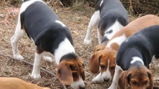 Hound pups racing around 2 acre pen [upl. by Sedberry]