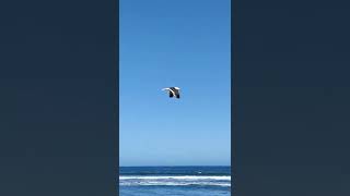 Vuelo de gaviota en playa de la Serena 28 de Febrero del 2022 [upl. by Lidda]