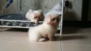 Pekingese Puppies [upl. by Norga367]