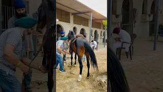 Stallion  Lal Badshah🏇 marwari horse horses horseracing horseriding horselover horseracing [upl. by Yrred]