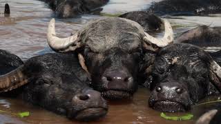 Water Buffalos Swimming In Norwegian Lake asmr [upl. by Herv]