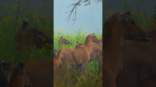 Nilgay Prajanan nilgaijumping animals nilgai wildlife jungleinside nilgayvideo nilgairunning [upl. by Hotze]