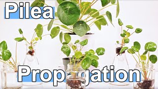 How To Propagate Pilea Peperomioides  Chinese Money Plant [upl. by Narda]