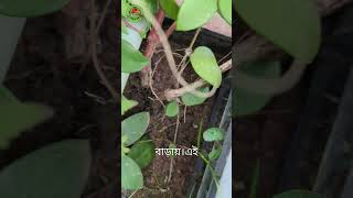 🌸 সন্ধ্যা মালতী ফুলের মিষ্টি সৌন্দর্য  Sandhya Malati Flower Care Tips in Bangla shorts [upl. by Yekcir]