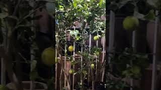 Lime plant lime plant greenplantsvlog limegreen shortsyoutube plants  Haya Ki Duniya  ￼ [upl. by Catlaina]