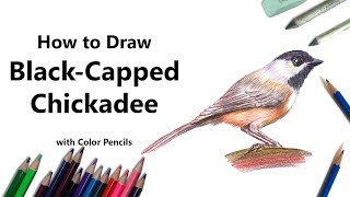 How to Draw a BlackCapped Chickadee with Color Pencils Time Lapse [upl. by Ivatts]