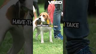 Master These 5 Easy Dog Commands [upl. by Weidar267]