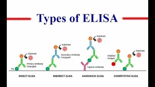 EnzymeLinked Immunosorbent Assay ELISA Part 1 the concept of direct and indirect types [upl. by Clinton]