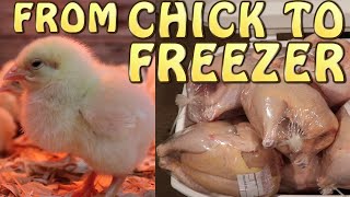 Raising Cornish Cross Meat Chickens  From Chick To Freezer [upl. by Nevek]