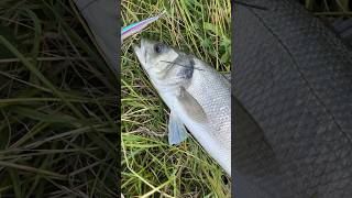 Rapala Precision Extreme Mavrik 110 brancin spigola seabass rapalamaverik110 [upl. by Yrohcaz]