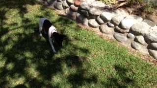 Old Min Pin Shows New Rat Terrier How Its Done [upl. by Dreher]