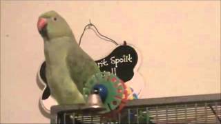 Indian Ringneck Parrot 1 yr talking [upl. by Kiersten]