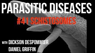 Parasitic Diseases Lectures 41 Schistosomes [upl. by Lynd101]