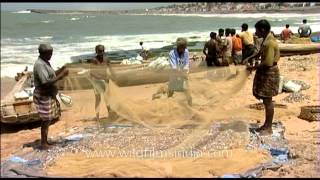 Fishermen of Kanyakumari pouring out the days catch from fishing net [upl. by Aidnyc]