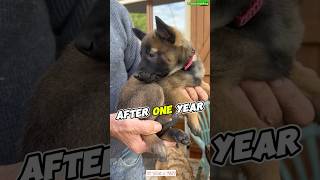 Puppy k9 🔥🔥🔥 dog k9trainer pets puppy dogtraining belgiummalinois germanshepherd [upl. by Larimor]