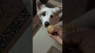 രണ്ട് ഗുണ്ടകൾ funny doglover comedymusic love thug funnymusic pets malayalamfunnytrolls [upl. by Nohsauq]