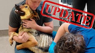 Heres what happened to Macy the Skinny German Shepherd  Pupdates [upl. by Onitsoga1]