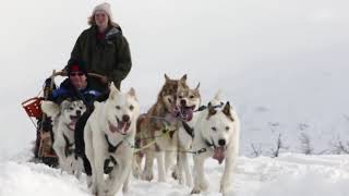 Dog Sledding in Norway with Hurtigruten [upl. by Nauqahs]