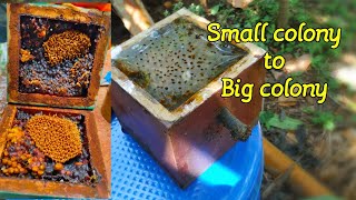 How to increase the colony strength faster  stingless bee [upl. by Anaehr]