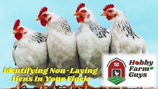 Identifying The Hens In Your Flock That Arent Laying Eggs [upl. by Dnumyar374]