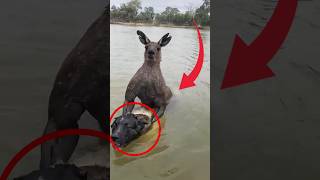 Kangaroo Drowning Dogs 😭wildlife [upl. by Repsag]