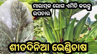 ଶୀତଦିନିଆ ଭେଣ୍ଡି ଚାଷ ପ୍ରଣାଳୀ okera farming in odisha [upl. by Aztirak]