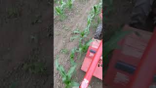 Hilling sweet corn with a TroyBilt tiller and furrowing attachment while holding a camera [upl. by Gastineau]