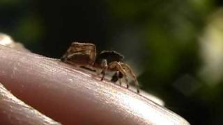 Jumping Spider  quotLittle Jumperquot by Bob The Spider Hunter [upl. by De Witt]