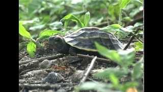 Tricarinate hill turtle  Assam [upl. by Sinaj]