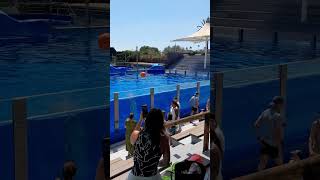 ❤️ MALLORCA Dolphin VS Audience Volley Marineland Magaluf Spain [upl. by Annoyt855]