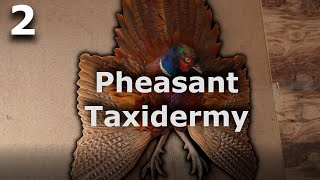 Trophy TurkeyPheasant WallDisplay  Tutorial 2 [upl. by Ived]