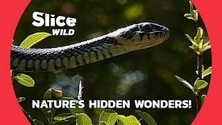 The Secrets of Nature Grass Snakes Toads and Butterflies  SLICE WILD [upl. by Ailam144]