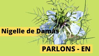 Nigelle de Damas [upl. by Isle]