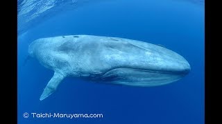 🐋シロナガスクジラに２連続で出会えたシーン／Two Blue Whale Encounter [upl. by Atul890]