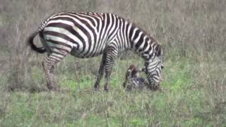 Cute Baby Zebras First Steps Only Minutes After Birth [upl. by Esilahc770]