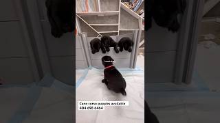 Cane Corso Puppies Availabfor Sale 🐾 Adorable Cane Corso Puppies for Sale 🐾❤️ CaneCorso [upl. by Koo576]