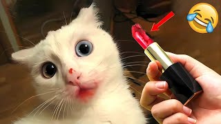 I Spent 30 Days Watching Funny Cat Videos 2024 and Im Still Laughing [upl. by Sicular]