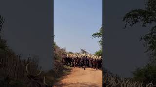 African Long Horned Cattle 🇺🇬 [upl. by Eirellam]