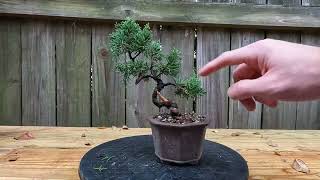 Beginner Bonsai Wiring My First Juniper amp Winter Tips for Tropical Trees [upl. by Ansley]