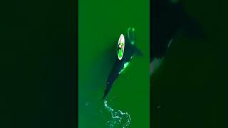 Massive Whale Surprises Paddle Boarder in Epic Ocean Moment shorts ocean whales [upl. by Adiuqram]