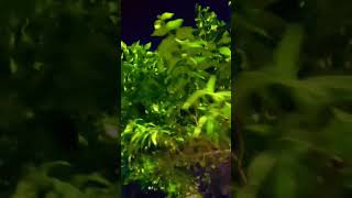 Harsingar Ka Phool raat mein bahut Khushbu deta hai [upl. by Kienan]