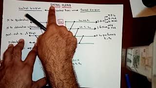 Sacral Plexus ✍️✍️By Ahmed Belhaj [upl. by Atteuqaj]