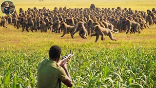 How Do Hunters And American Farmers Deal With Millions Of Wild Boars Baboon in Florida [upl. by Akinihs]