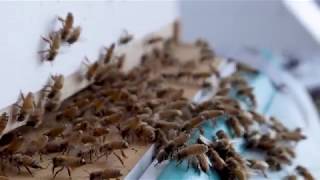 Colorado State University Students Buzzing with Beekeeping Bee Medicine Clubs [upl. by Harbison]