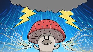 How Mushrooms Make It Rain [upl. by Lavona33]