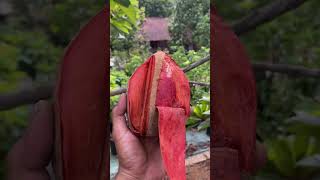 MAMEY SAPOTE shorts [upl. by Reynold]