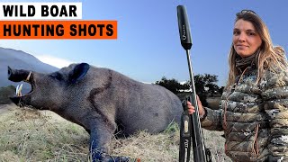 Wild Boar Hunting Shots  Chasse au sanglier  feat DivineChasse 2023 [upl. by Ylera]