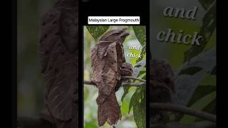 The MALAYSIAN LARGE FROGMOUTH is found in Brunei Indonesia Malaysia amp Thailand More info in video [upl. by Epoillac]